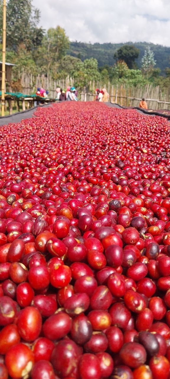 Vivid ripe ruby red coffee cherries harvested at peak sweetness