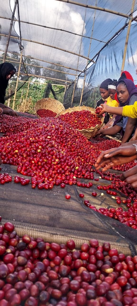 Artisan Cherry Selection