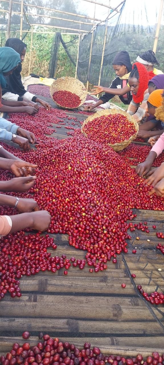 Artisan sorting coffee cherries from woven bamboo baskets