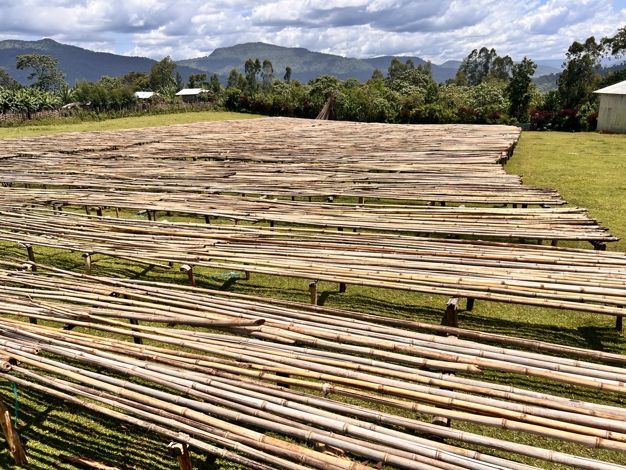 Ethiopian specialty coffee origin - bamboo raised drying beds overlooking green mountain valley